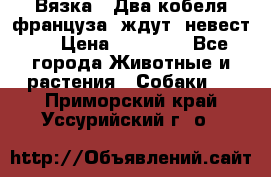  Вязка ! Два кобеля француза ,ждут  невест.. › Цена ­ 11 000 - Все города Животные и растения » Собаки   . Приморский край,Уссурийский г. о. 